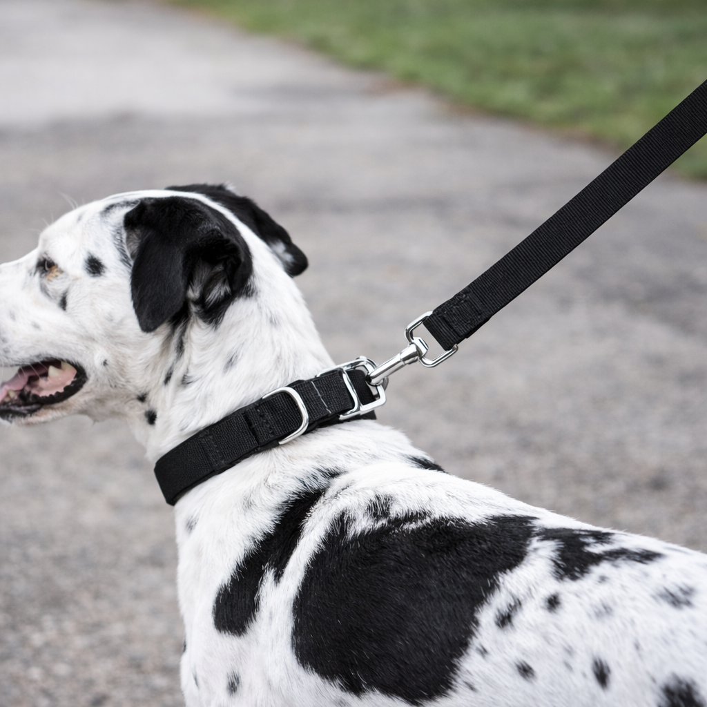 Comfort Control Dog Collar-Black